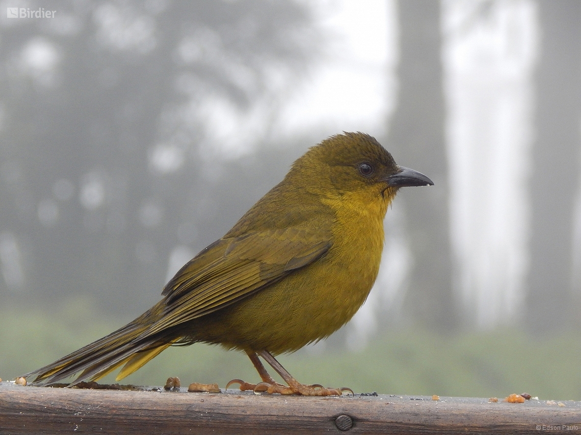 Orthogonys chloricterus