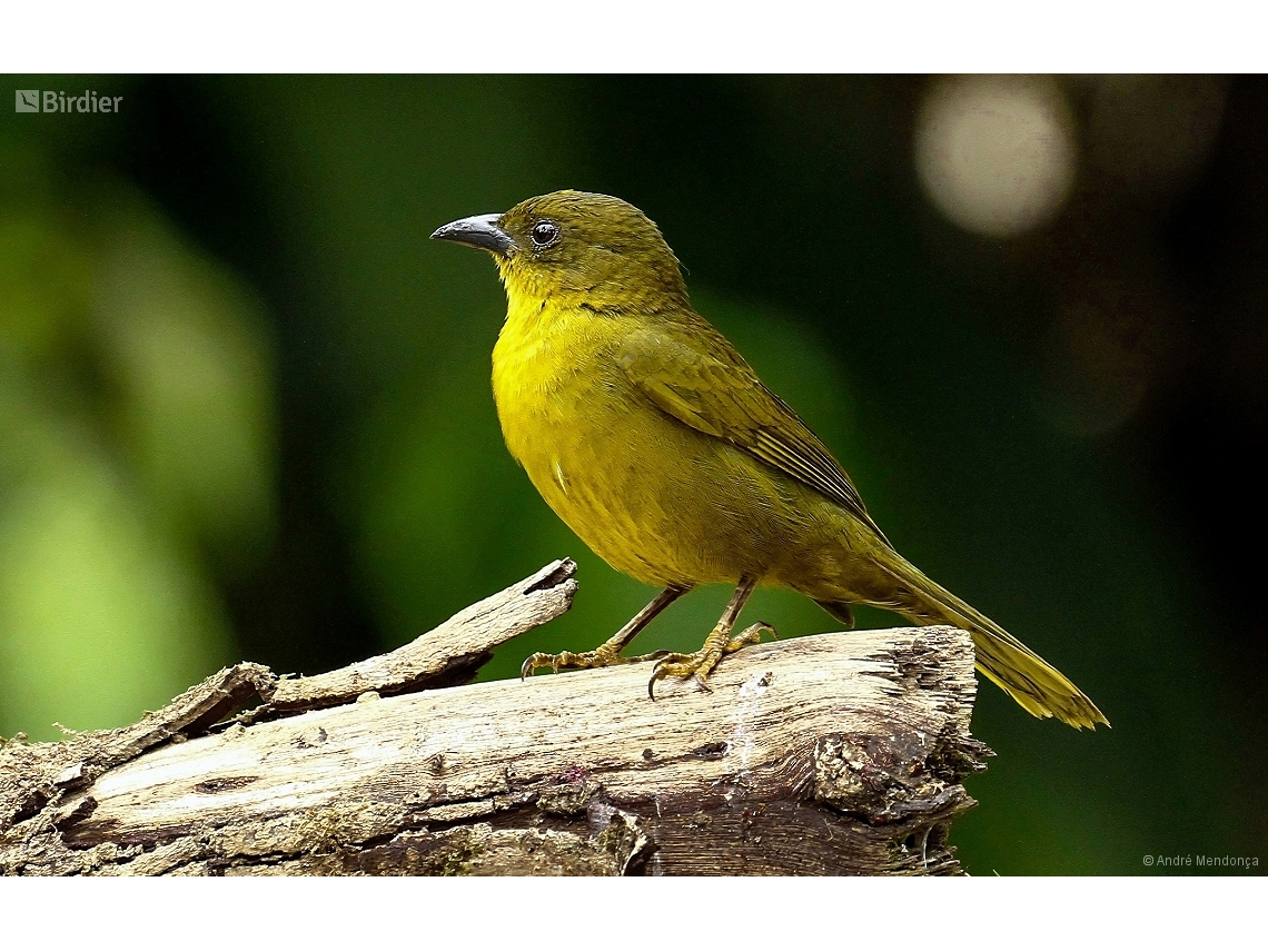 Orthogonys chloricterus