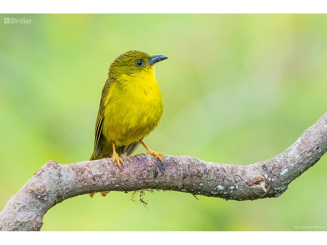 Orthogonys chloricterus