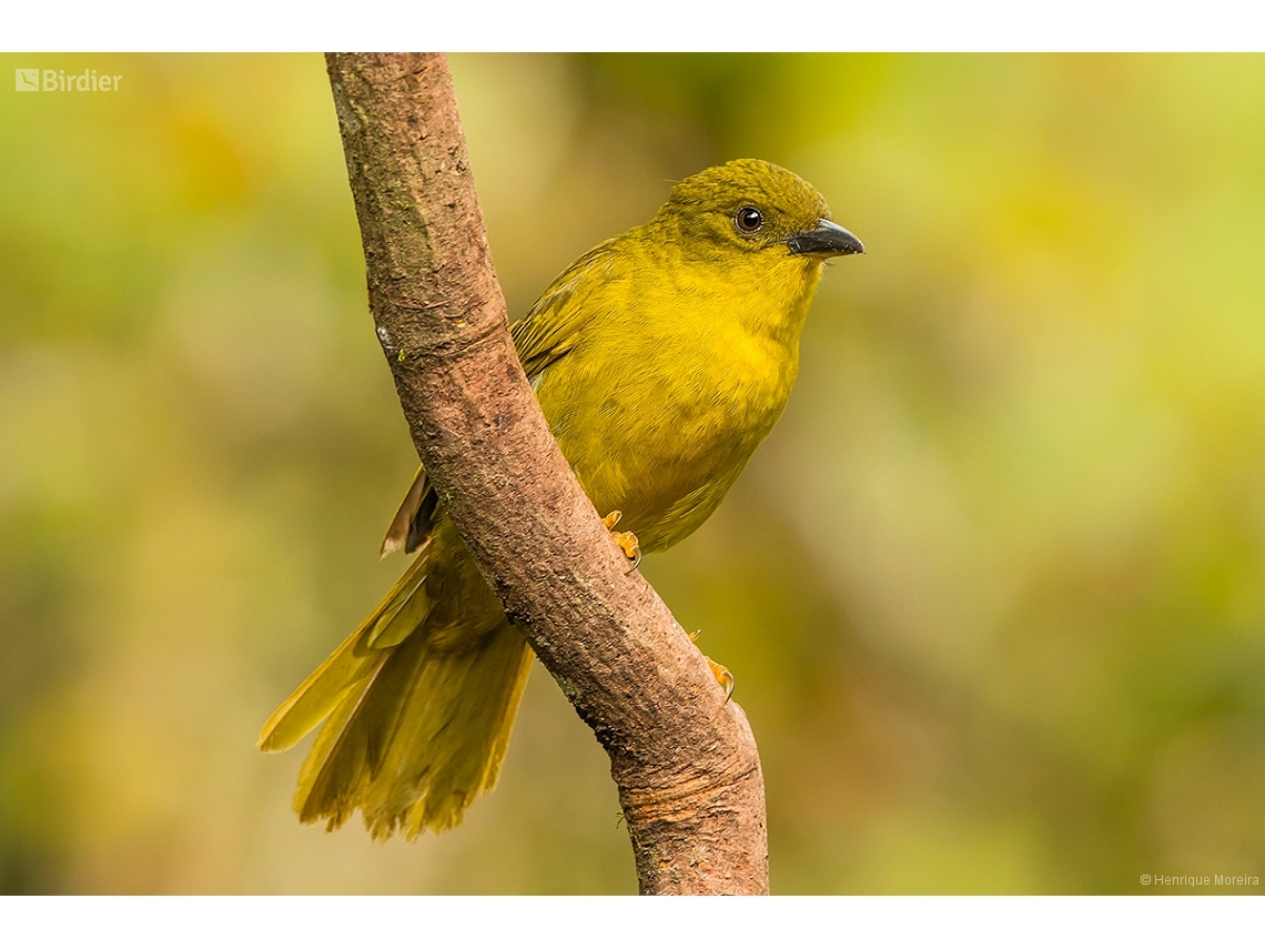 Orthogonys chloricterus