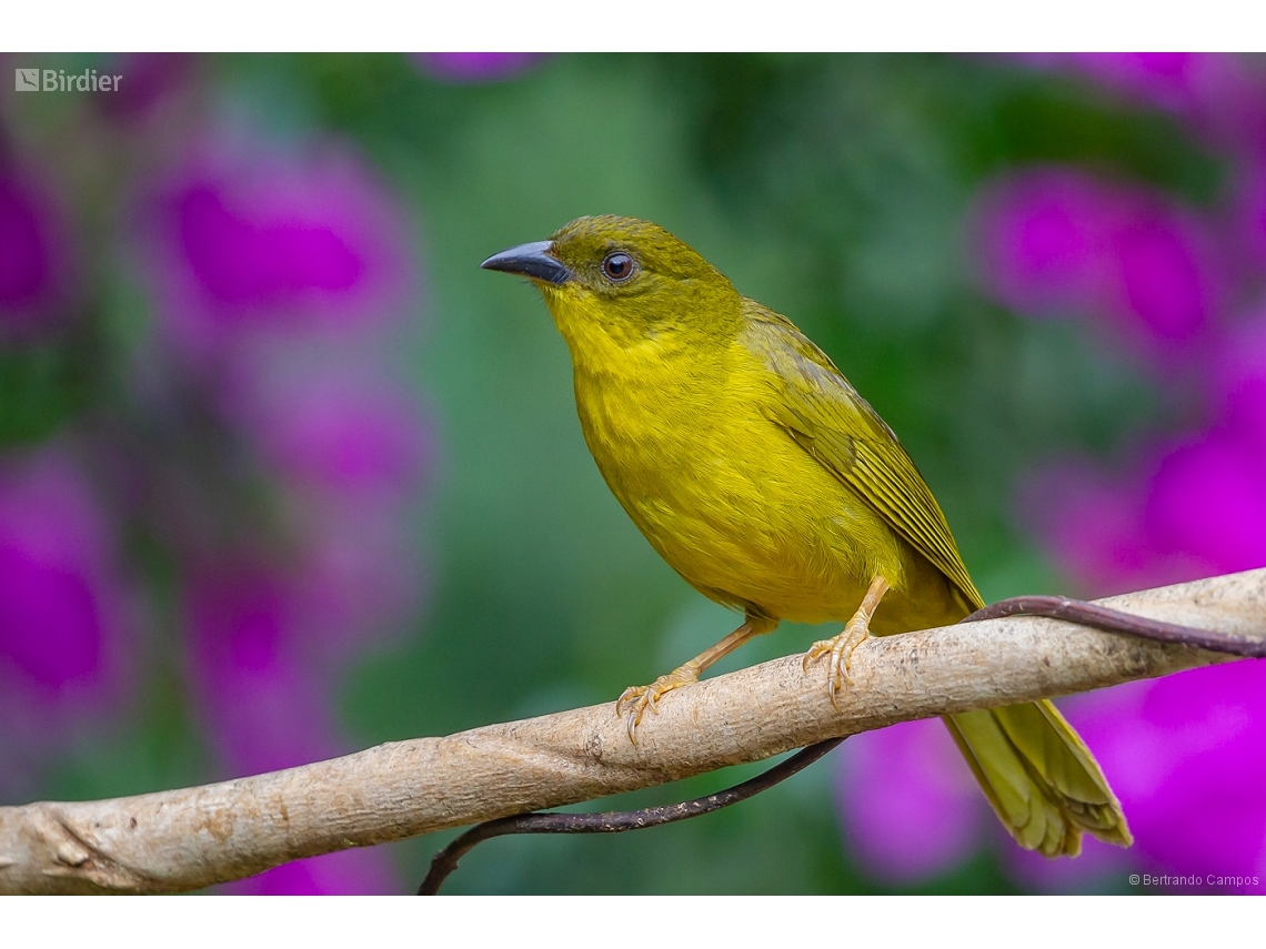 Orthogonys chloricterus