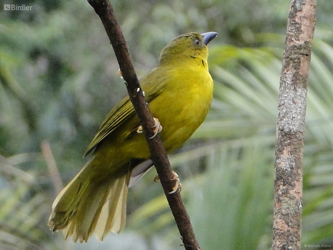 Orthogonys chloricterus