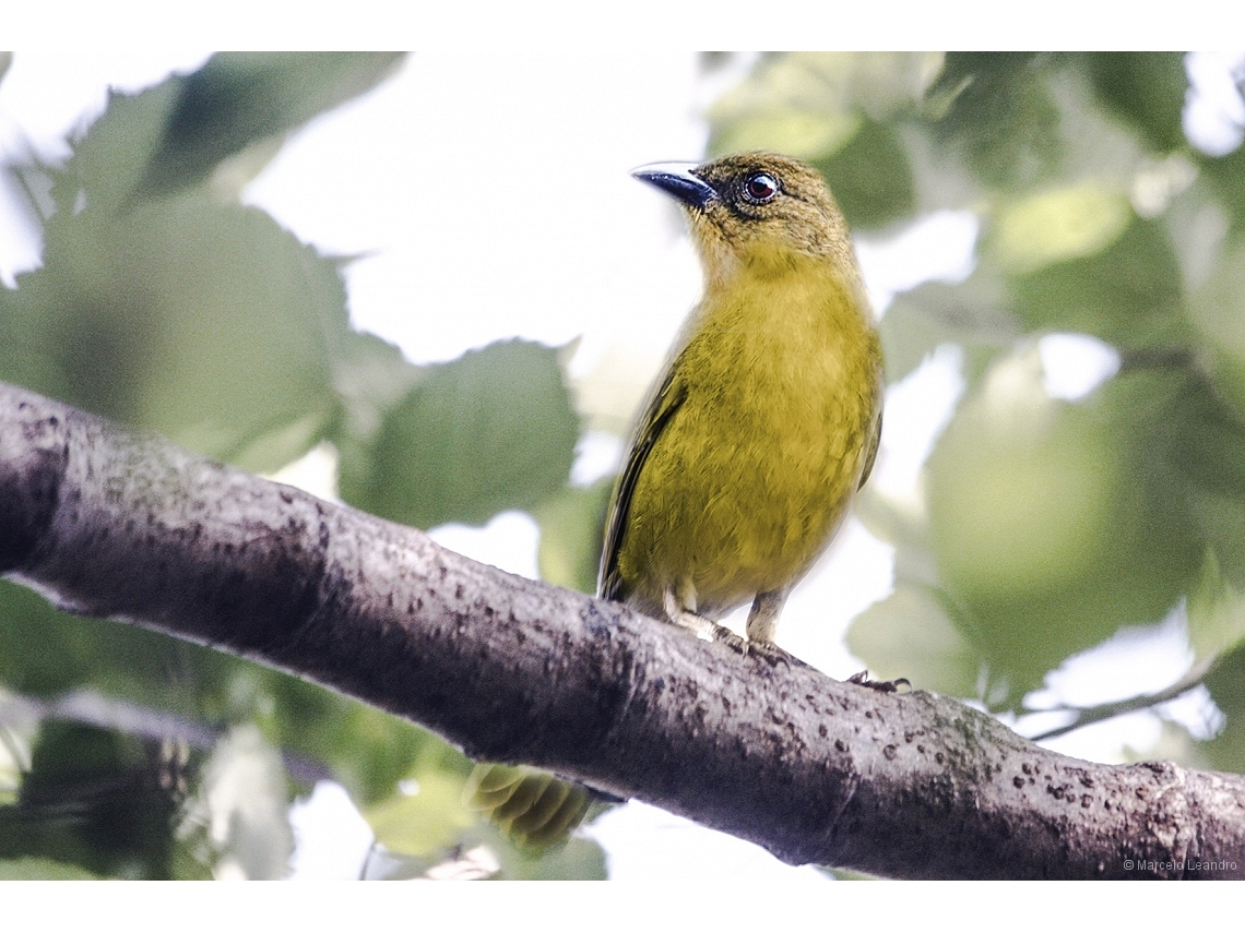 Orthogonys chloricterus