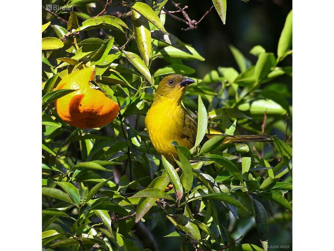 Orthogonys chloricterus