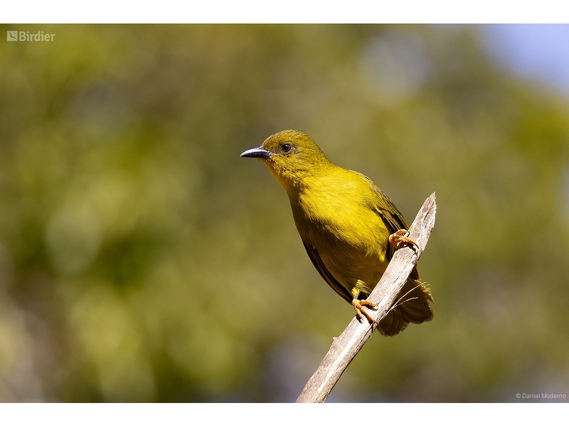 Orthogonys chloricterus