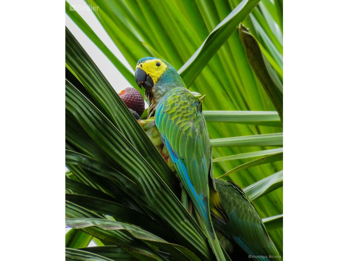 Orthopsittaca manilatus