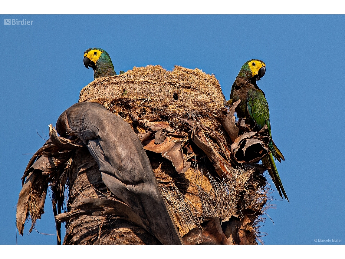 Orthopsittaca manilatus