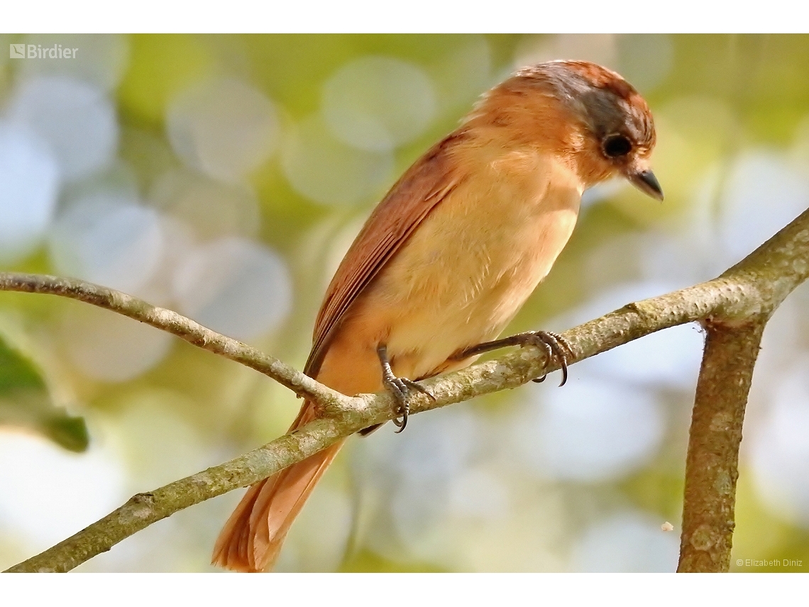 Pachyramphus castaneus