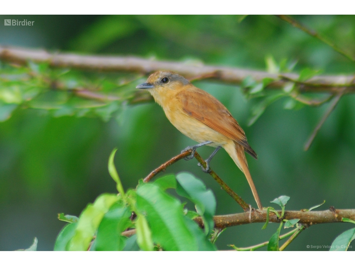 Pachyramphus castaneus