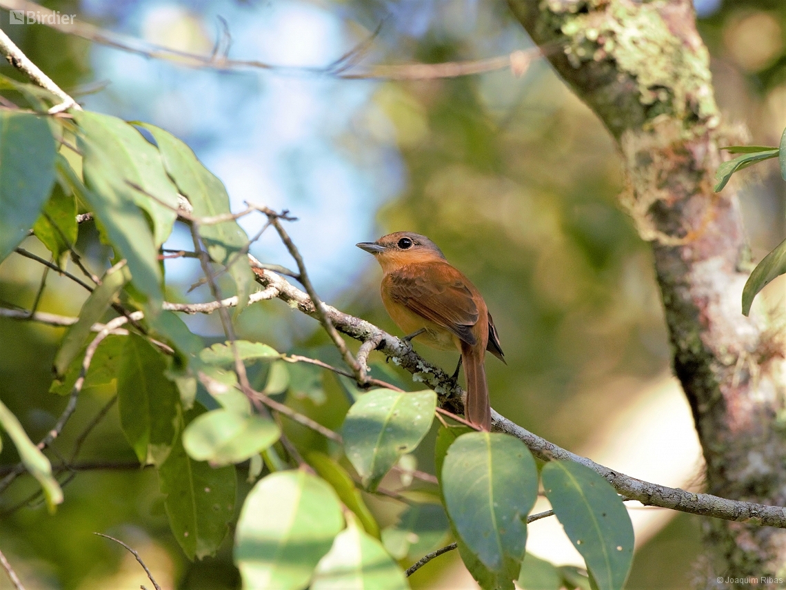 Pachyramphus castaneus