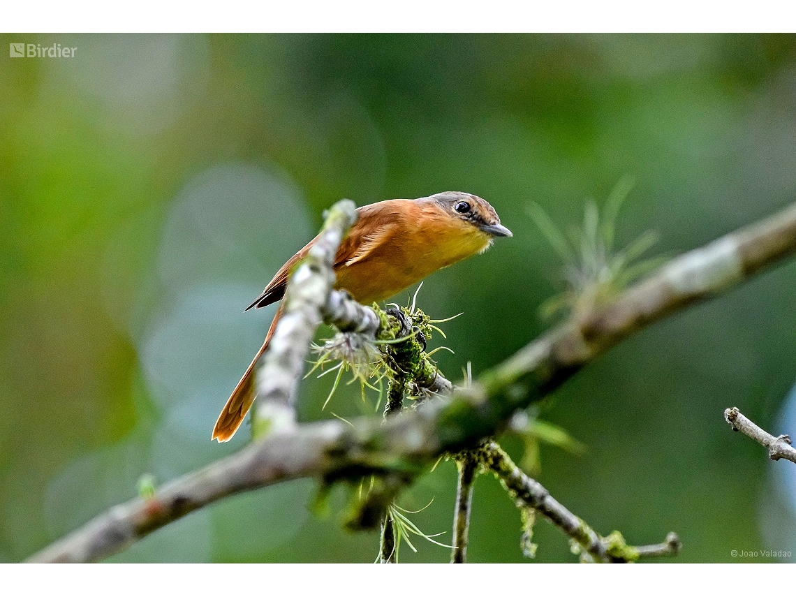 Pachyramphus castaneus