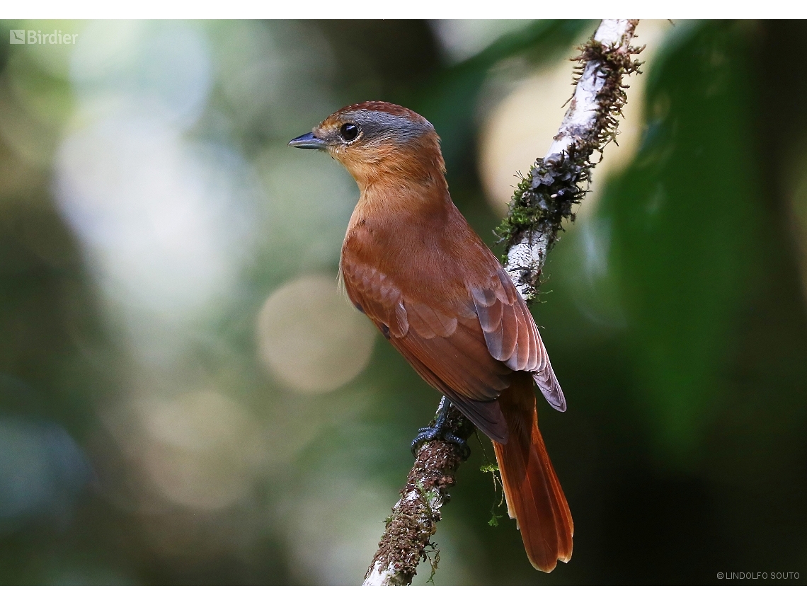 Pachyramphus castaneus