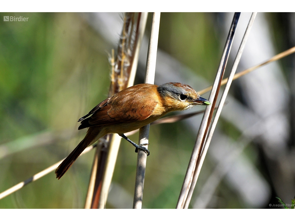 Pachyramphus castaneus