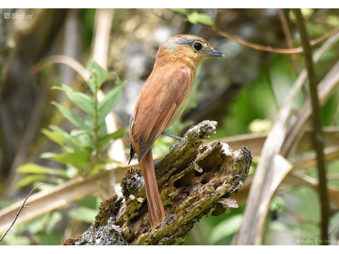 Pachyramphus castaneus