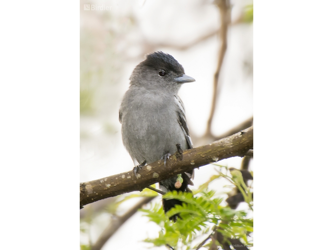 Pachyramphus marginatus