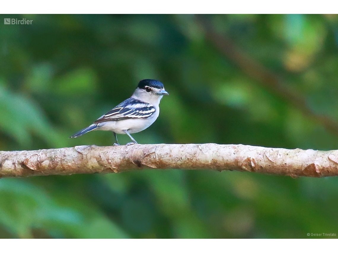 Pachyramphus marginatus