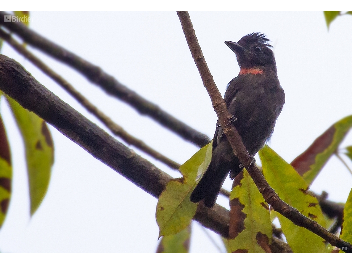 Pachyramphus minor