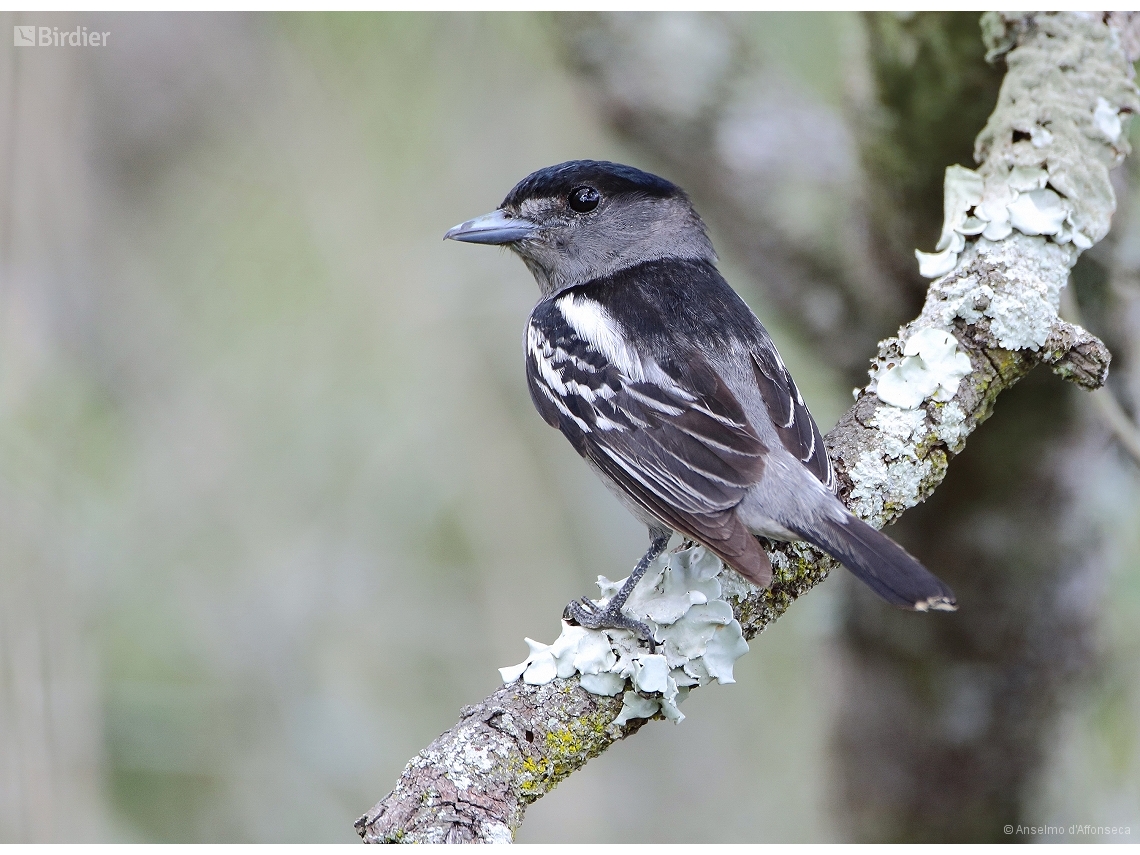 Pachyramphus polychopterus