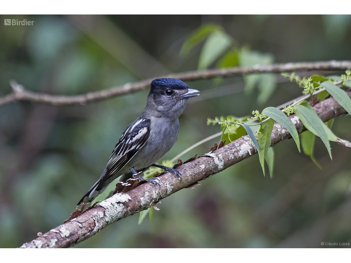 Pachyramphus polychopterus