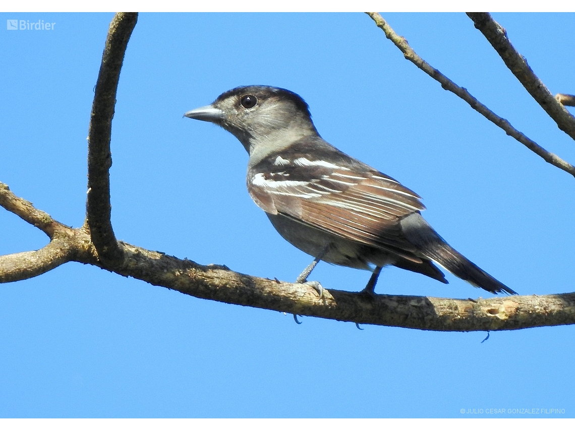 Pachyramphus polychopterus