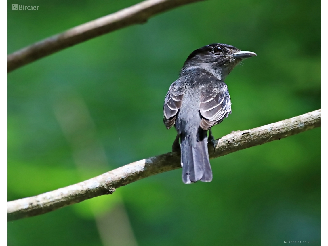 Pachyramphus polychopterus