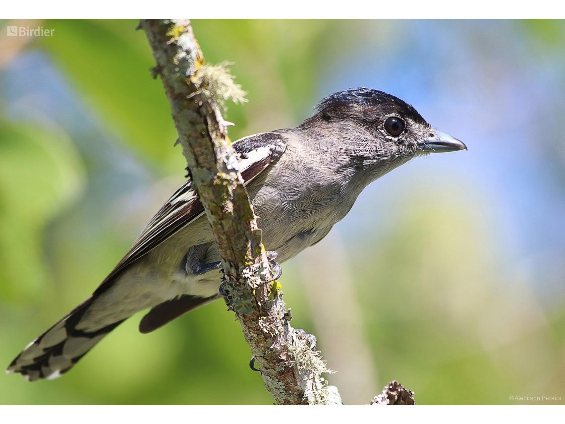 Pachyramphus polychopterus