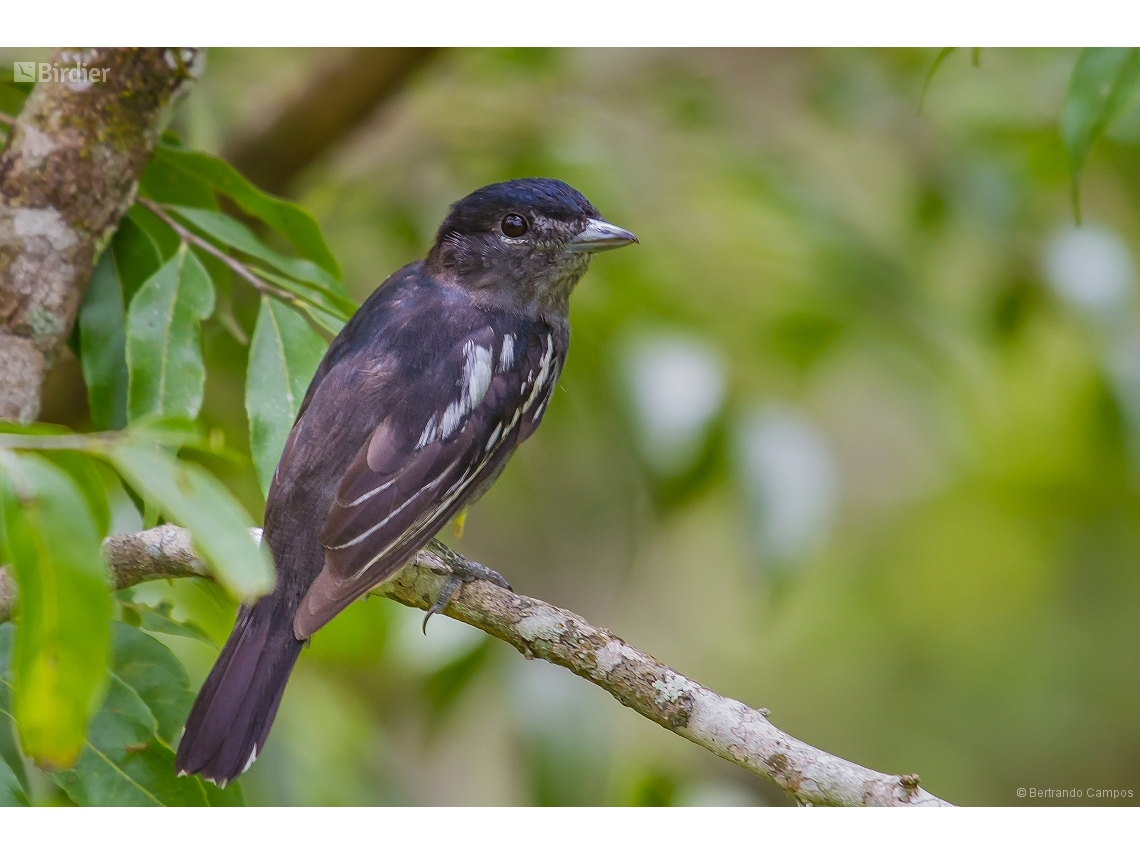 Pachyramphus polychopterus