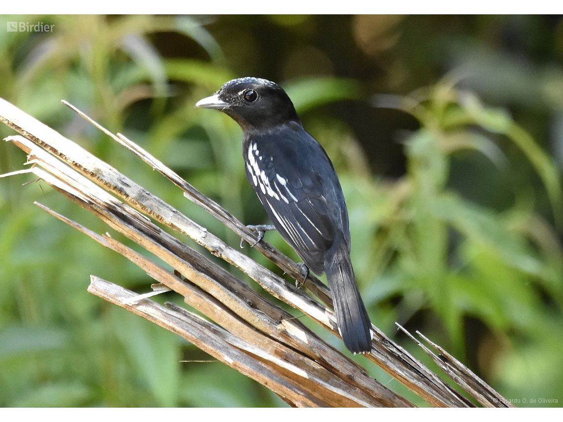 Pachyramphus polychopterus