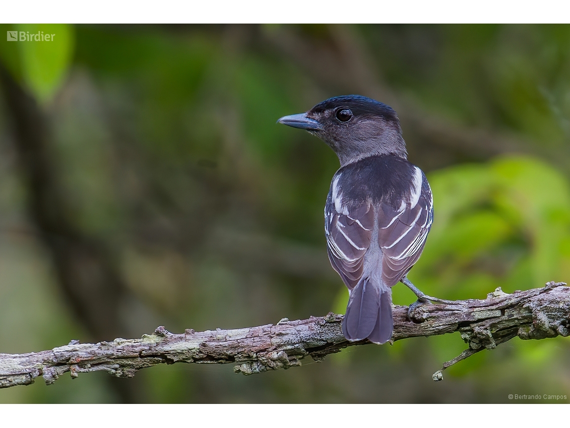 Pachyramphus polychopterus