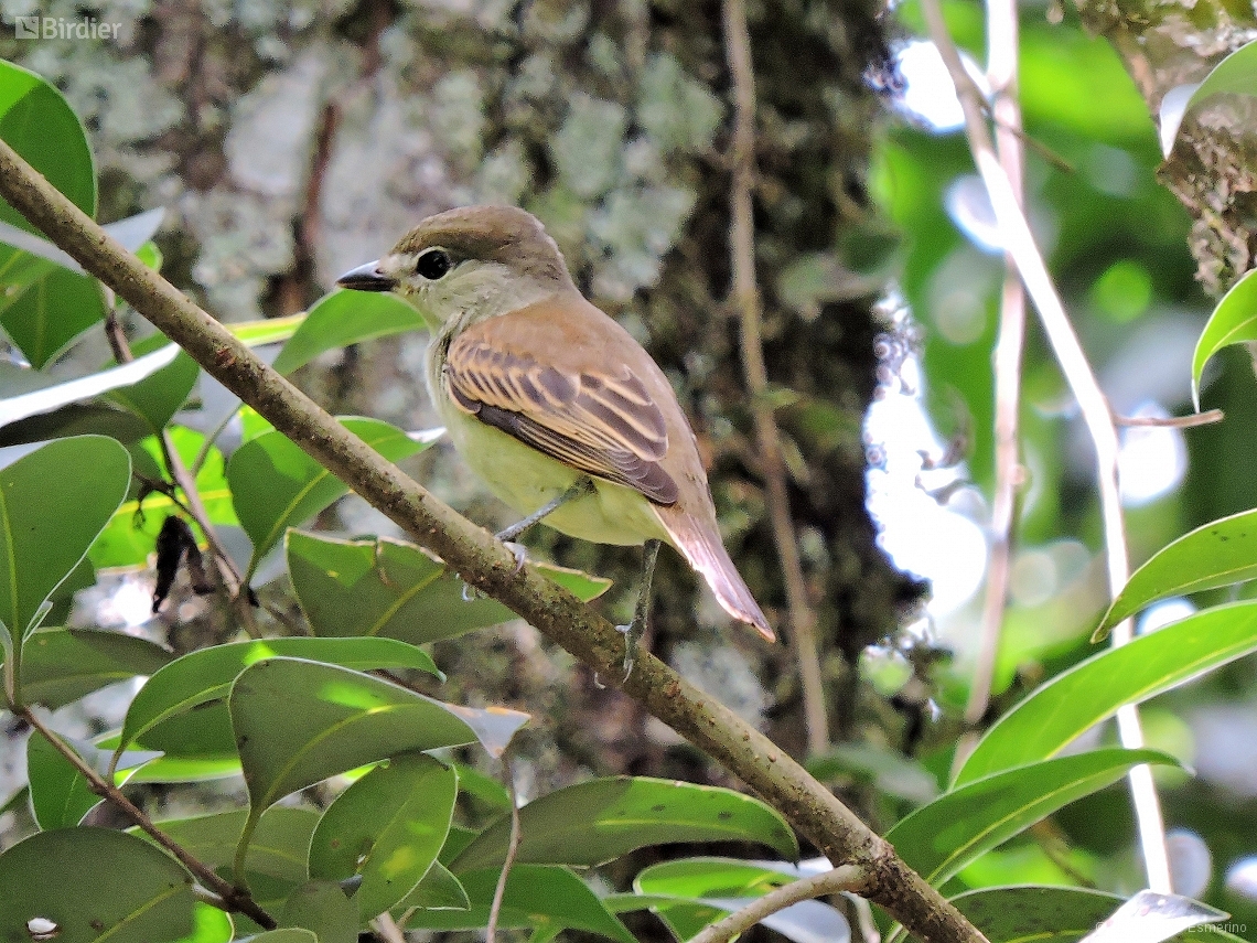 Pachyramphus polychopterus