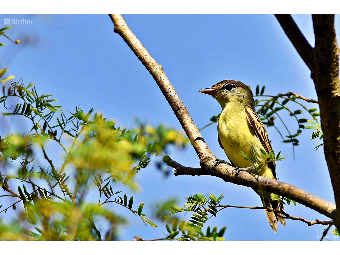 Pachyramphus polychopterus