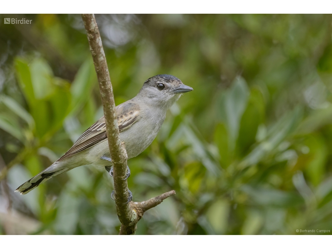 Pachyramphus polychopterus