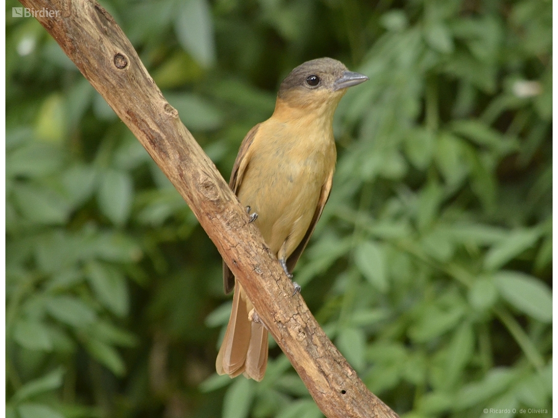 Pachyramphus validus