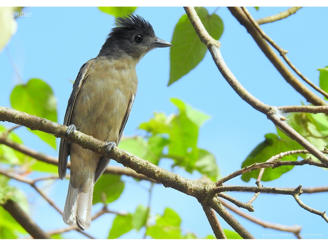 Pachyramphus validus