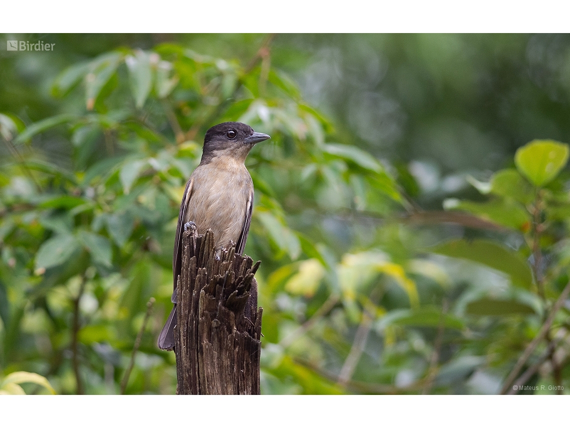 Pachyramphus validus