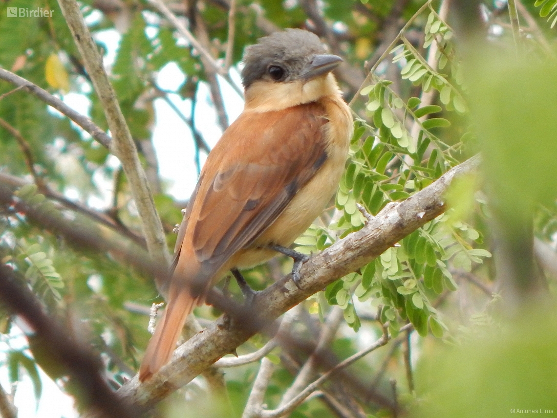 Pachyramphus validus