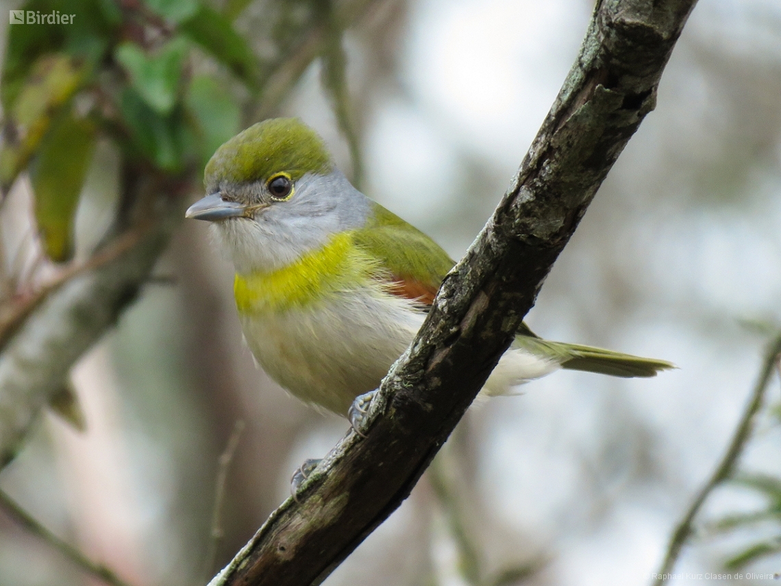 Pachyramphus viridis