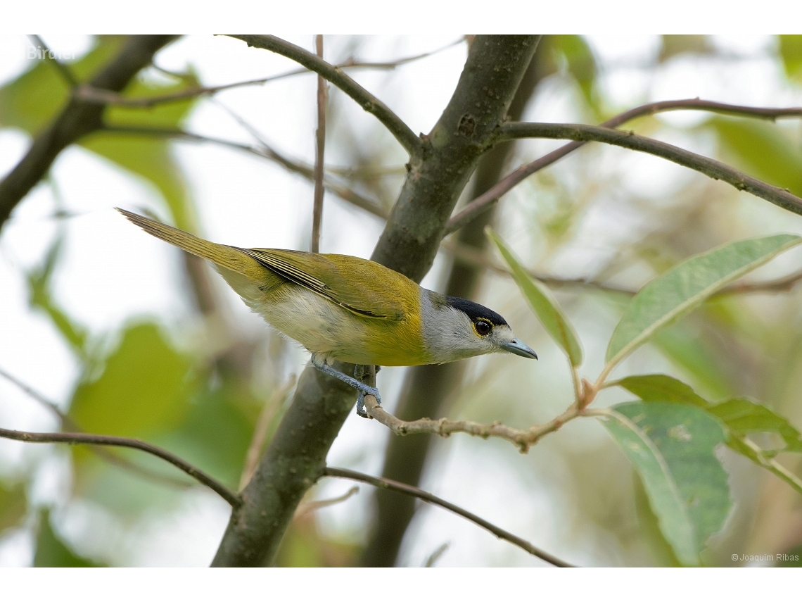 Pachyramphus viridis