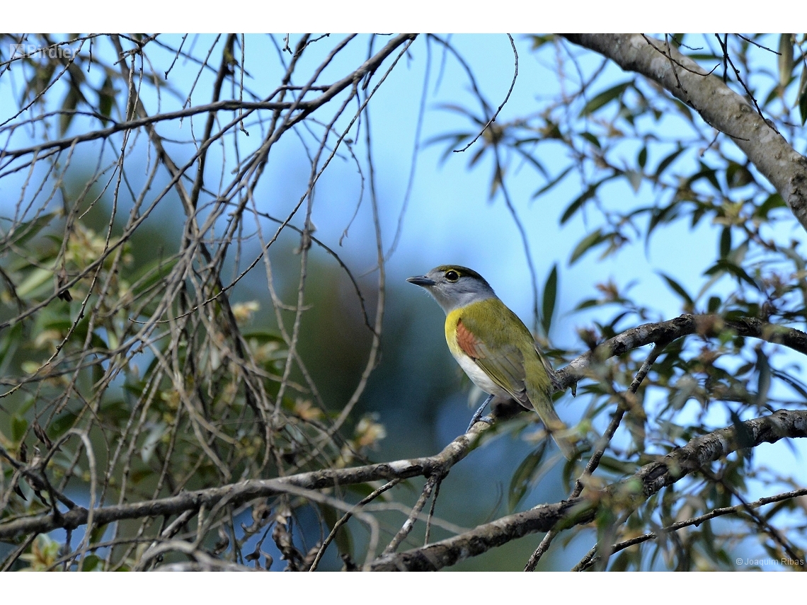 Pachyramphus viridis