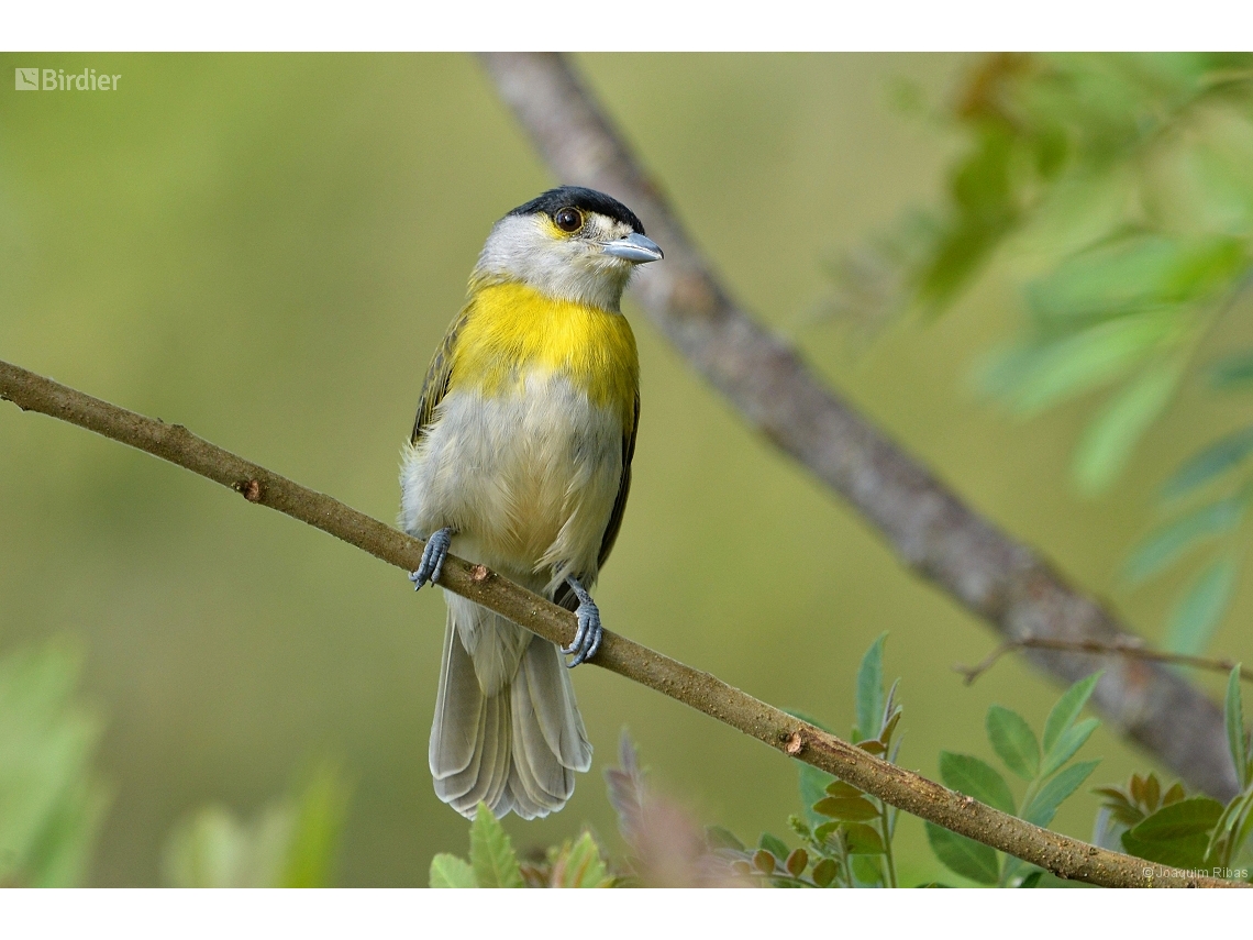 Pachyramphus viridis