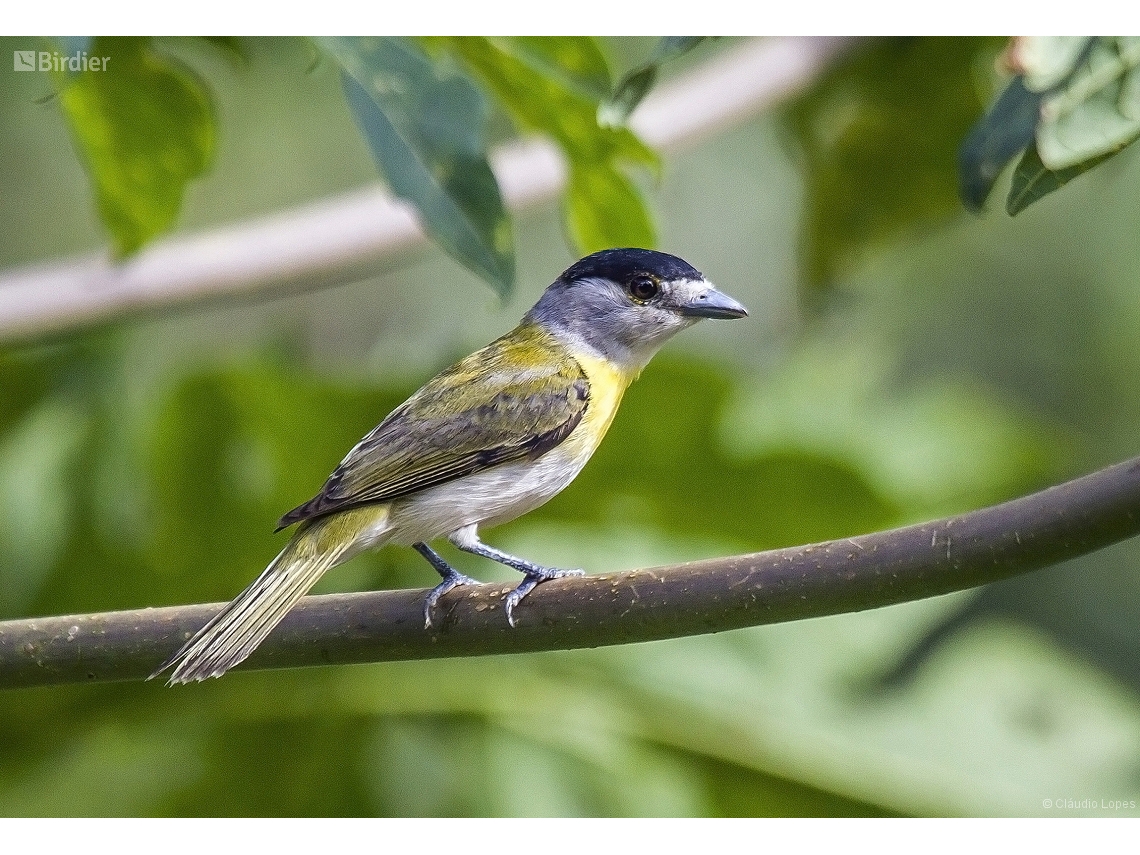 Pachyramphus viridis