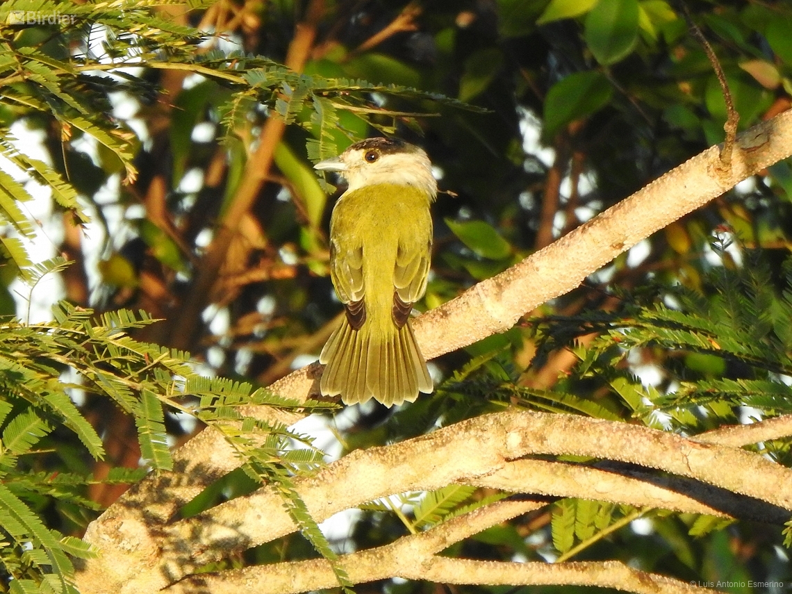 Pachyramphus viridis