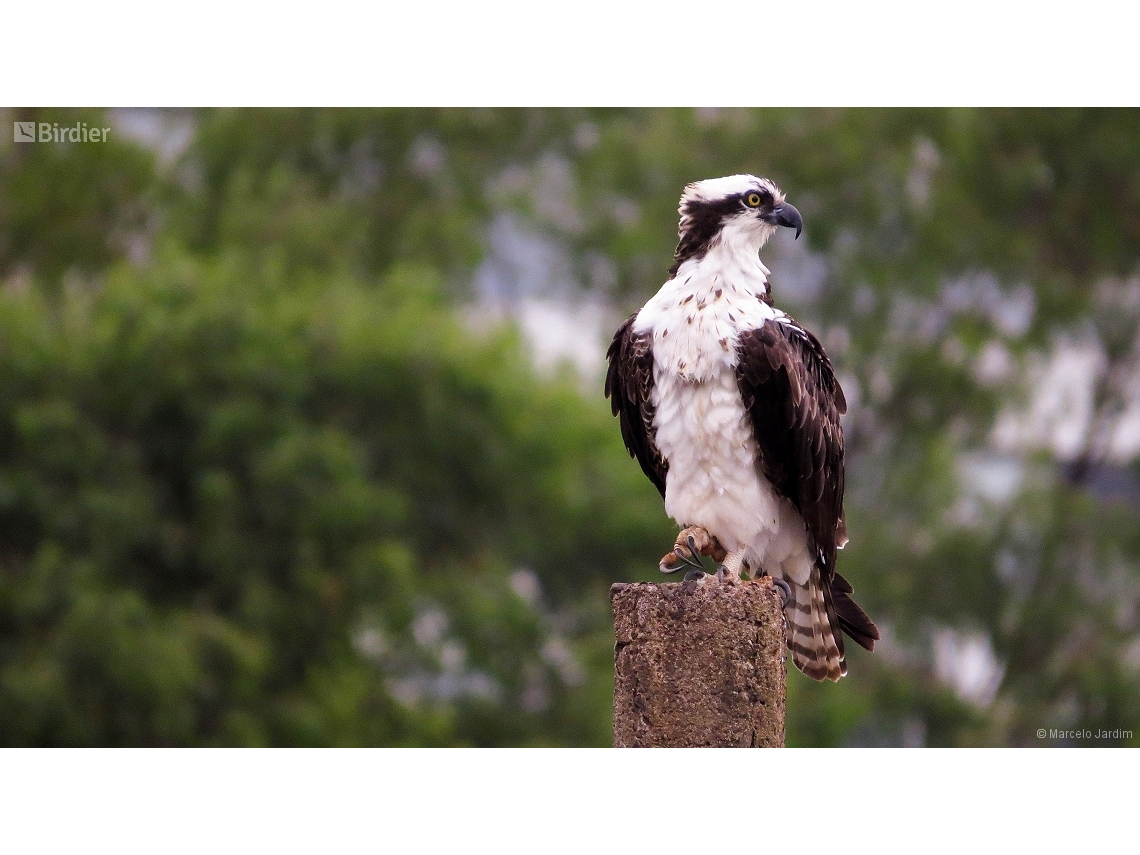 Pandion haliaetus