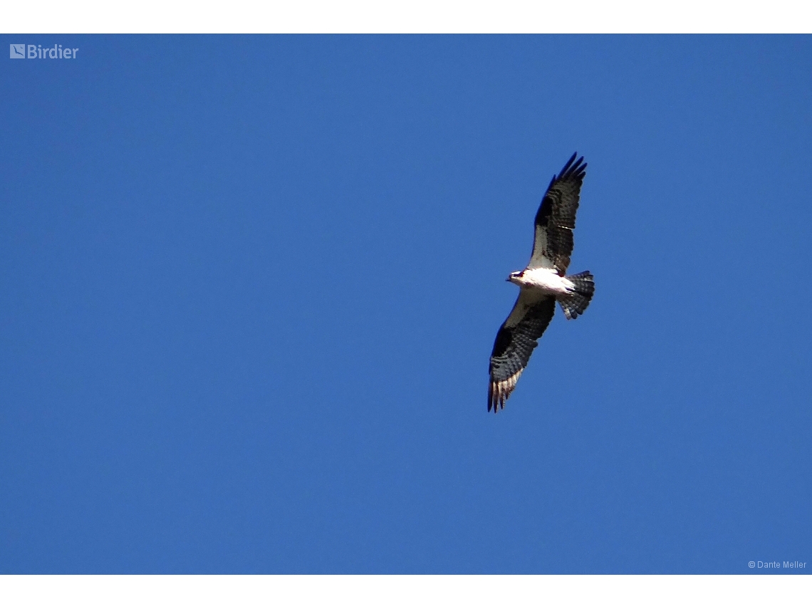 Pandion haliaetus