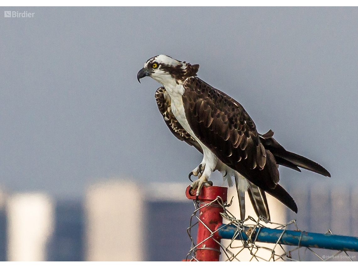 Pandion haliaetus