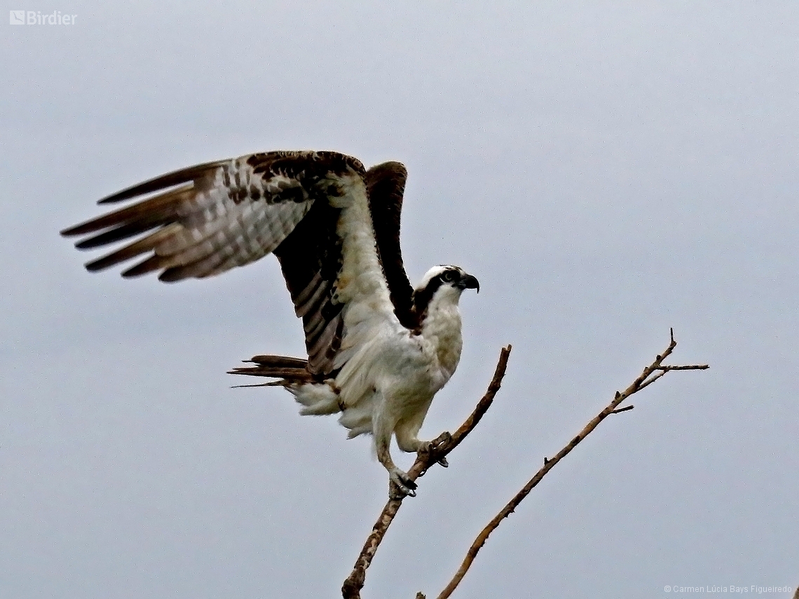 Pandion haliaetus