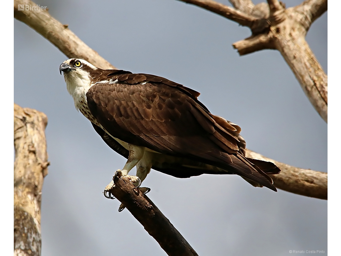 Pandion haliaetus