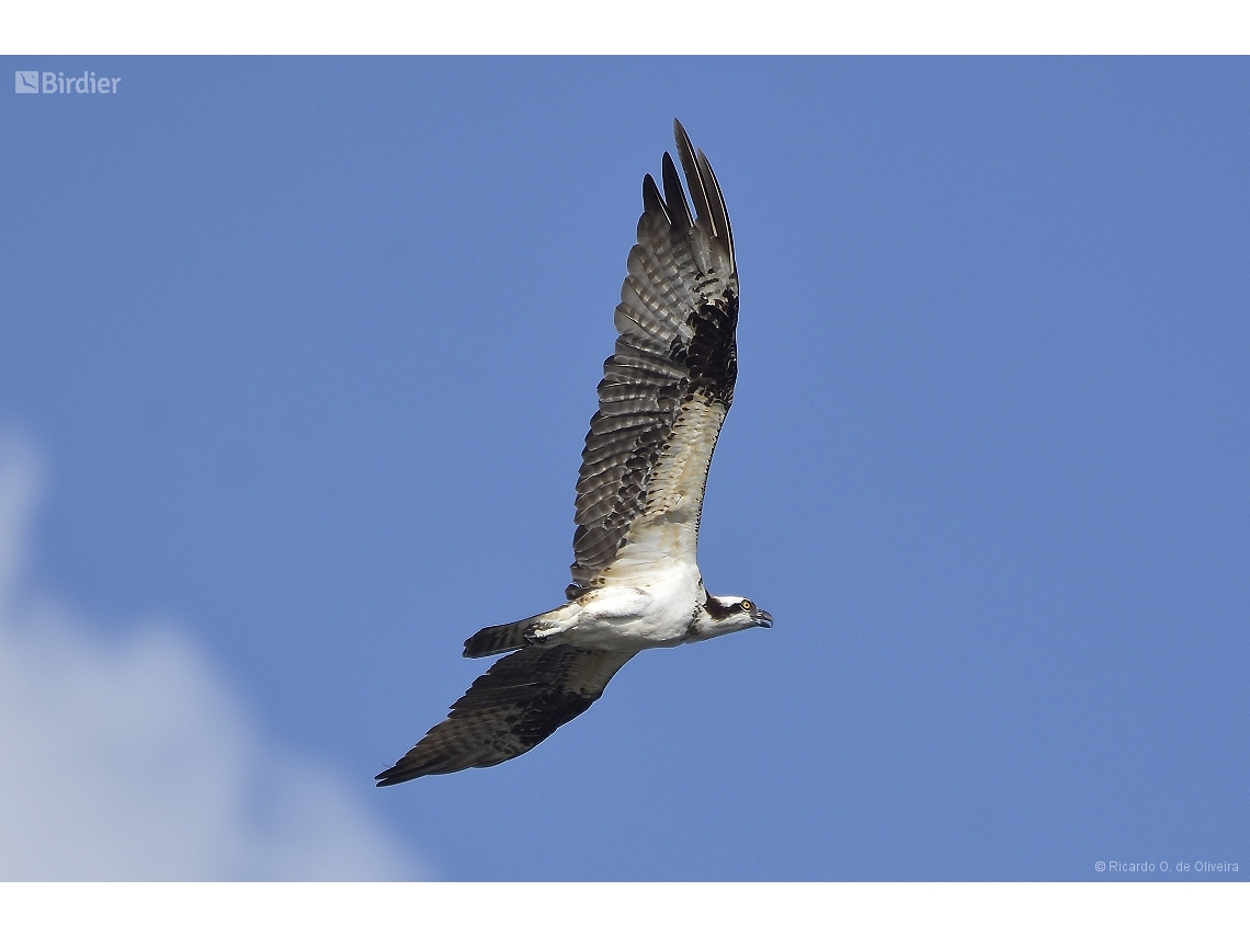 Pandion haliaetus