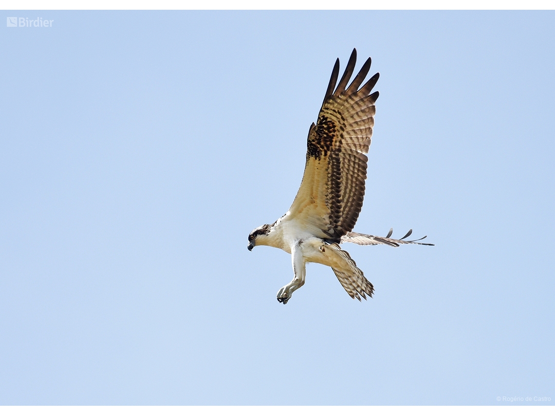 Pandion haliaetus