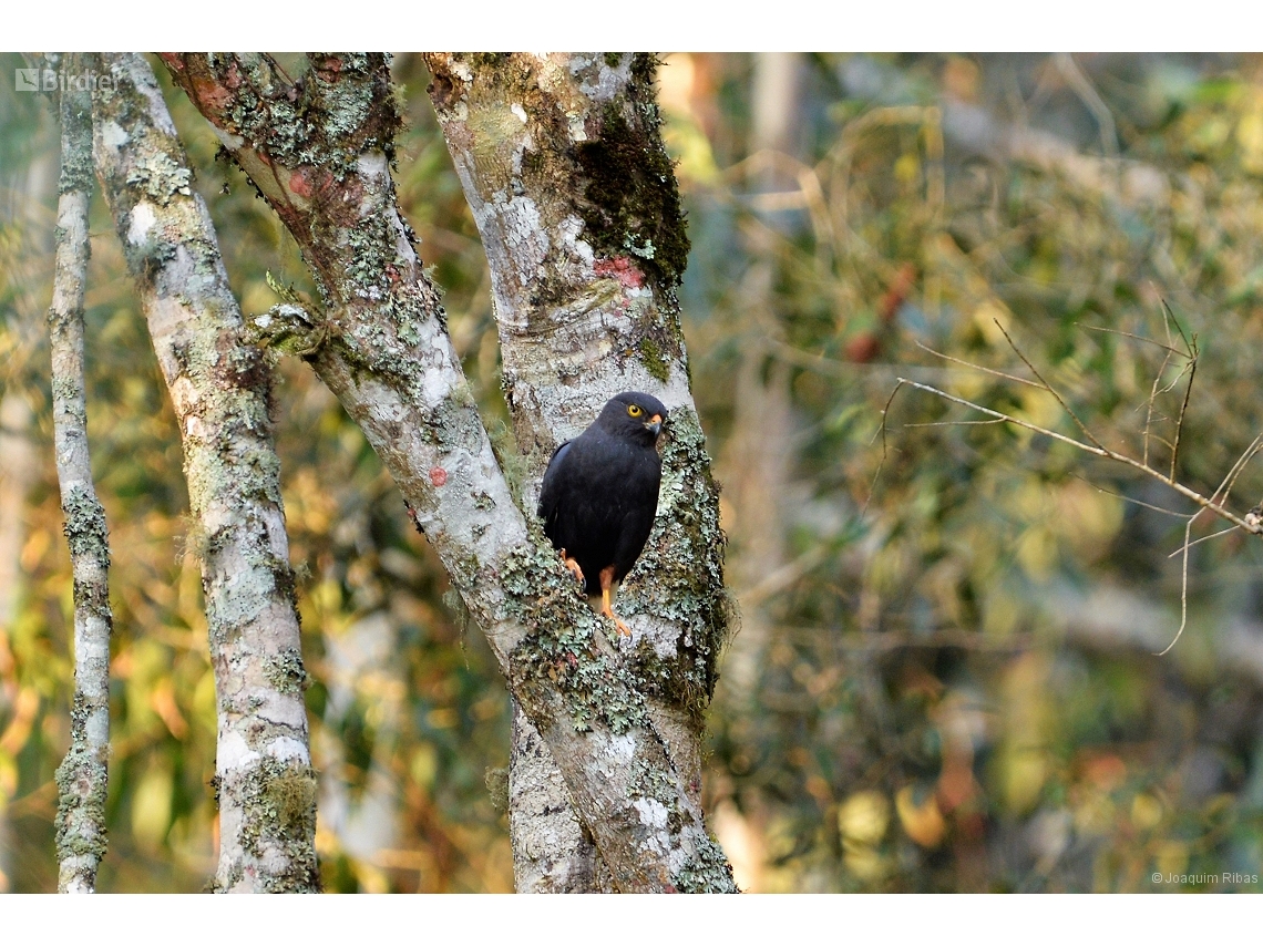 Parabuteo leucorrhous